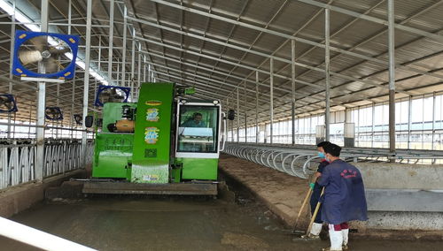 宁夏灵武 黄金奶源带的钢结构制造，铸就国产好奶源新篇章